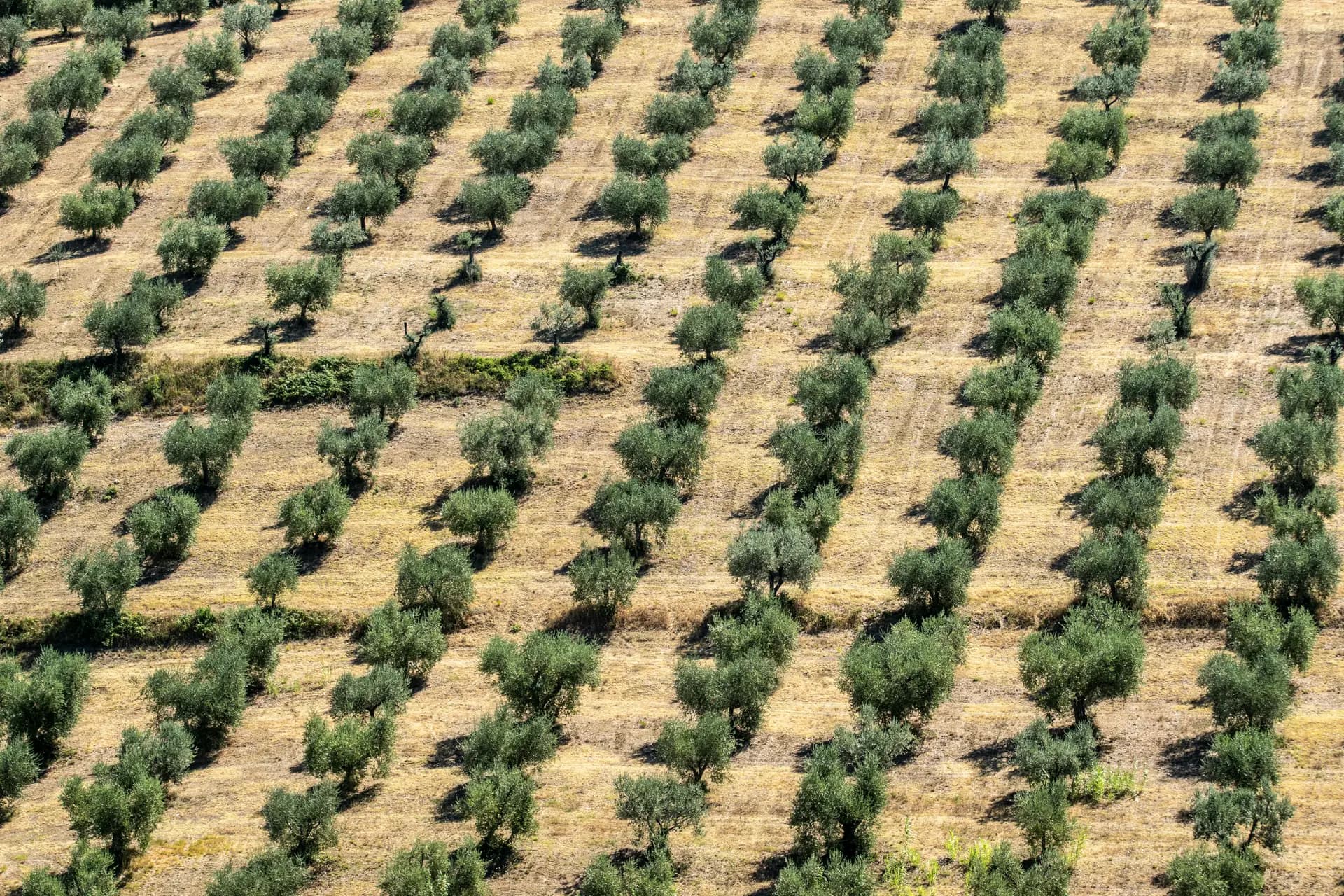 Vendange du Trebbiano en Toscane — récolte et abondance